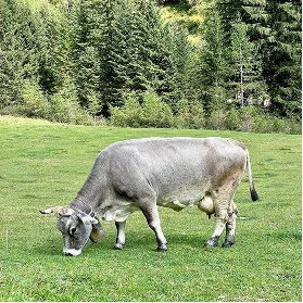 Корова на лугу